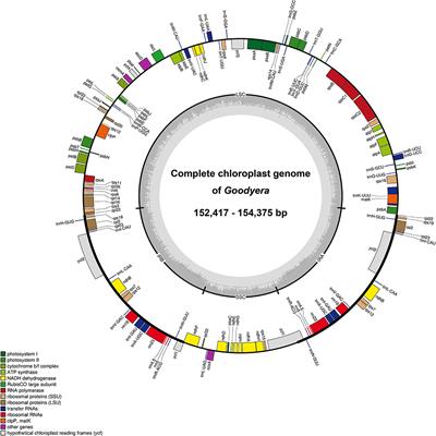 Molecular Phylogeny and Historical Biogeography of Goodyera R. Br. (Orchidaceae): A Case of the Vicariance Between East Asia and North America